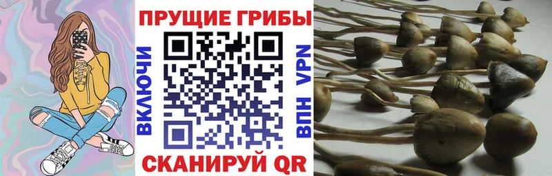 Псилоцибиновые грибы GOLDEN TEACHER  Купить где  Воскресенск 